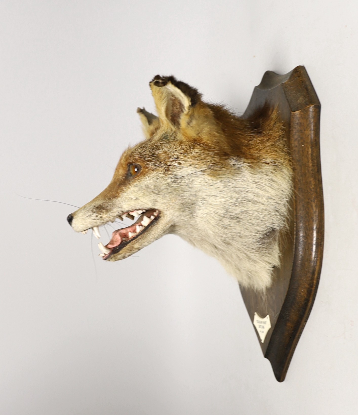 A Rowland Ward taxidermy fox head, mounted on oak plaque